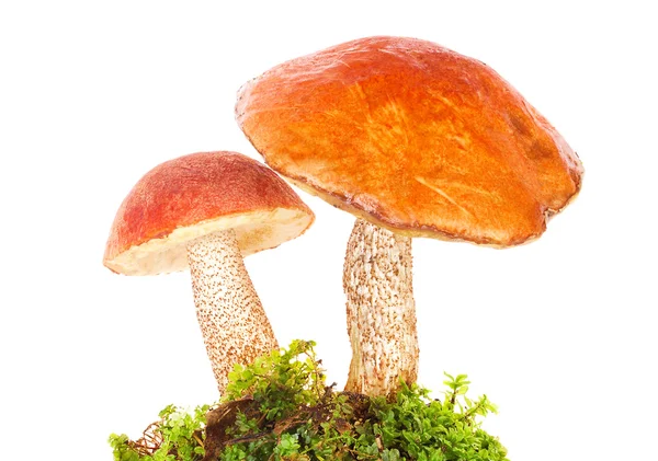 Orange-cap boletus in moss — Stock Photo, Image