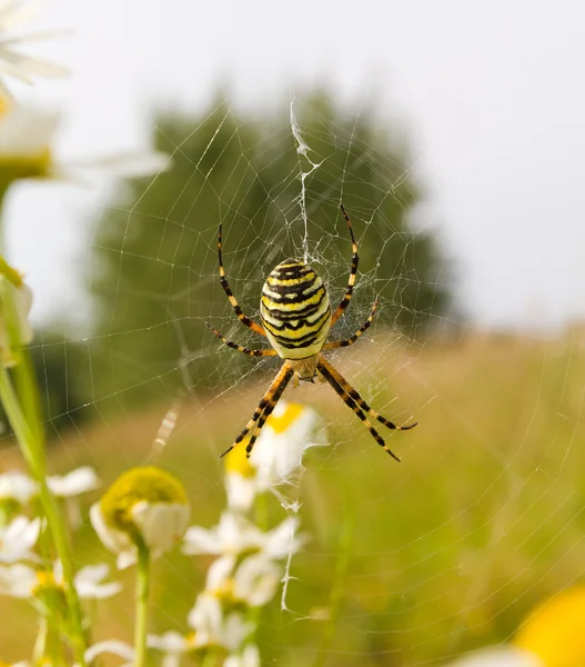Spider with web — Stock Image Spider with web Stock Photo