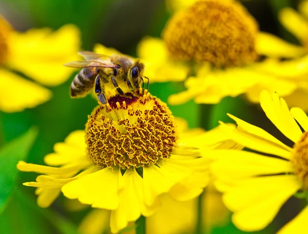 Pequeña abeja recoger néctar en la flor amarilla — Foto de Stock