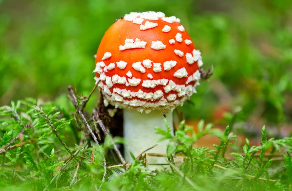 在森林里放飞琼脂蘑菇 — 图库照片