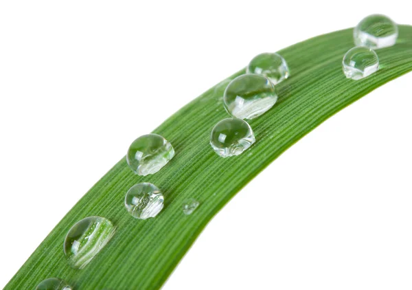 Hoja de hierba con gotas de agua — Foto de Stock