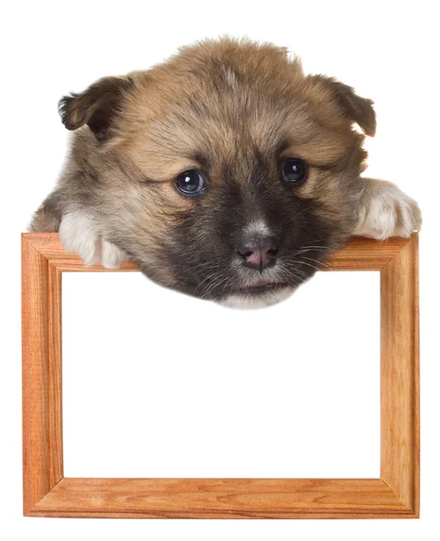 Puppy with frame — Stock Photo, Image