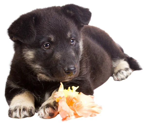 Çiçek ile köpek yavrusu — Stok fotoğraf