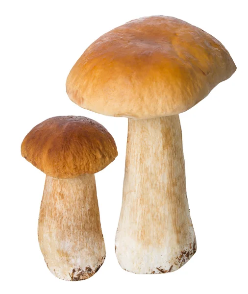 Two ceps — Stock fotografie