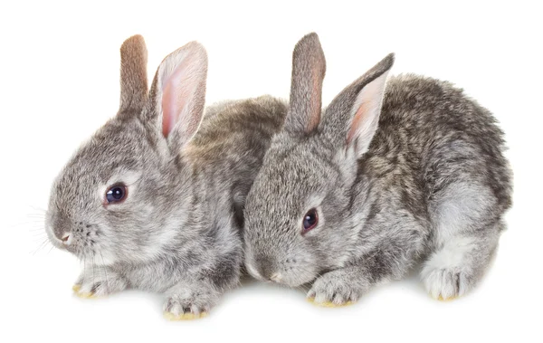 Dos pequeños conejos grises — Foto de Stock