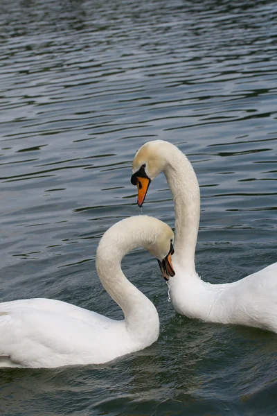 Dois cisnes apaixonados — Fotografia de Stock