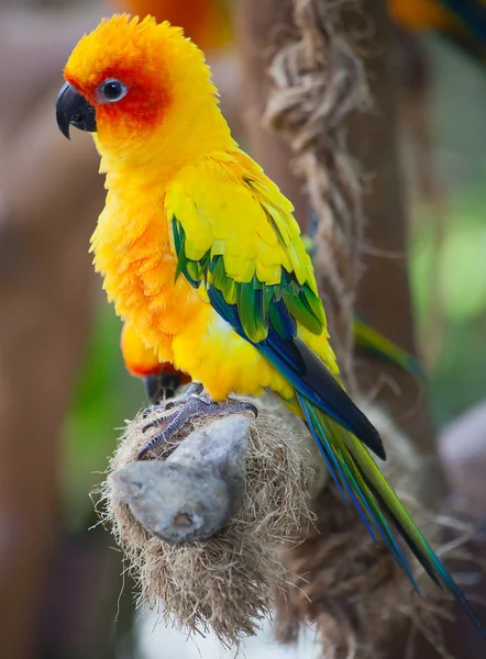 クサビオインコ属 — ストック写真