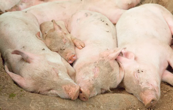 Young pigs — Stock Photo, Image