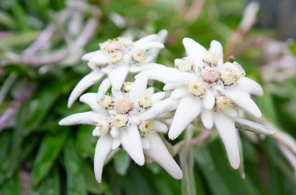 Edelweiss — Stock fotografie