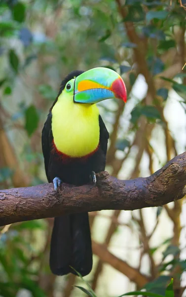 Tucan colorido — Fotografia de Stock