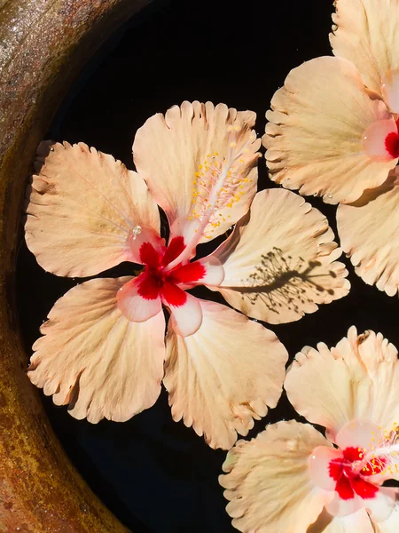 Hibiskus kwitnie basen — Zdjęcie stockowe