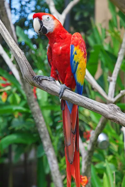 Ara parrot — Stockfoto