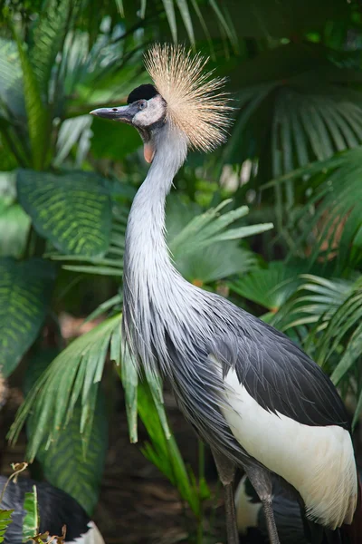 Grey Crowned Cranes — Stock Photo, Image