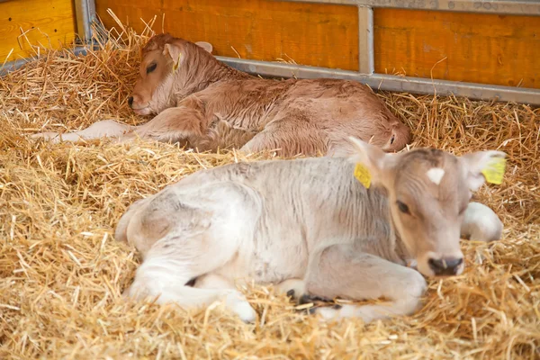 Tiny calf — Stock Photo, Image