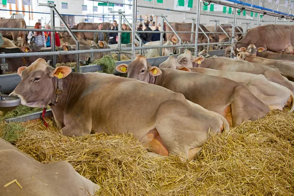 Swiss cow farm — Stock Photo, Image