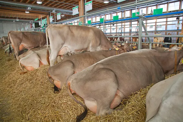 Swiss inek çiftliği — Stok fotoğraf