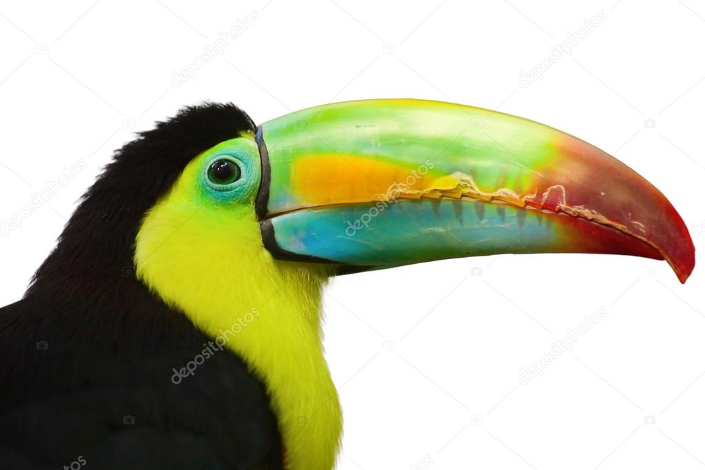 Colorful tucan