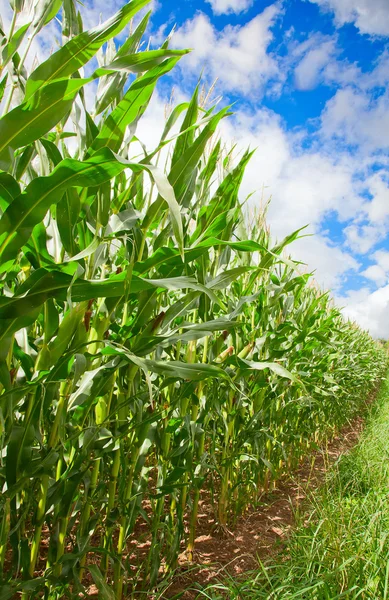 Corn field — Stock Photo, Image