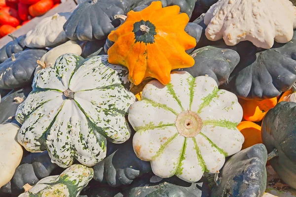 Kleurrijke pompoenen — Stockfoto