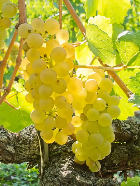 Régióban Lavaux — Stock Fotó