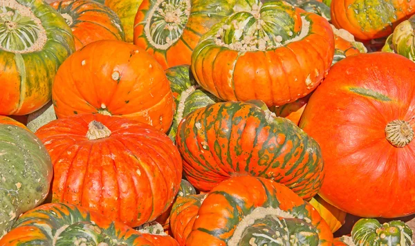 Colorful pumpkins — Stock Photo, Image