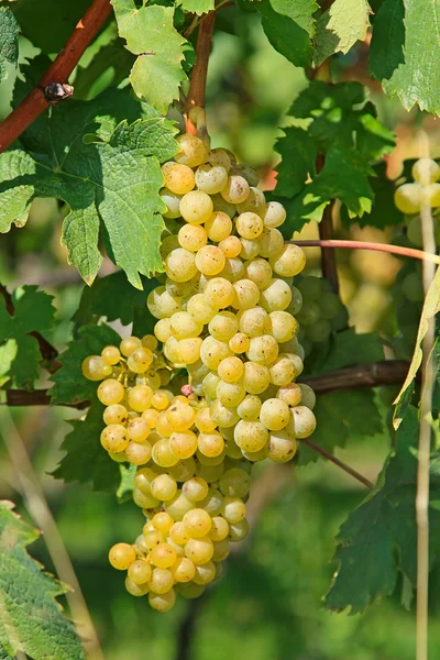 Uvas amarillas —  Fotos de Stock