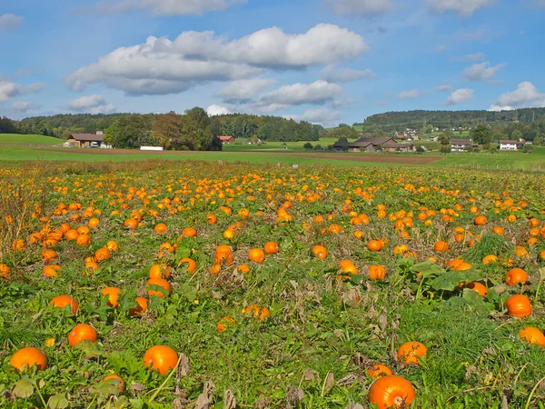 Citrouilles colorées — Photo