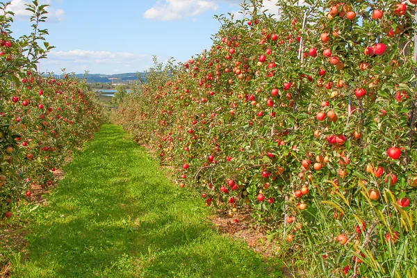 Jardín de manzana — Foto de Stock