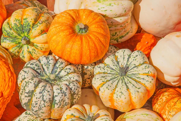 Calabazas coloridas — Foto de Stock