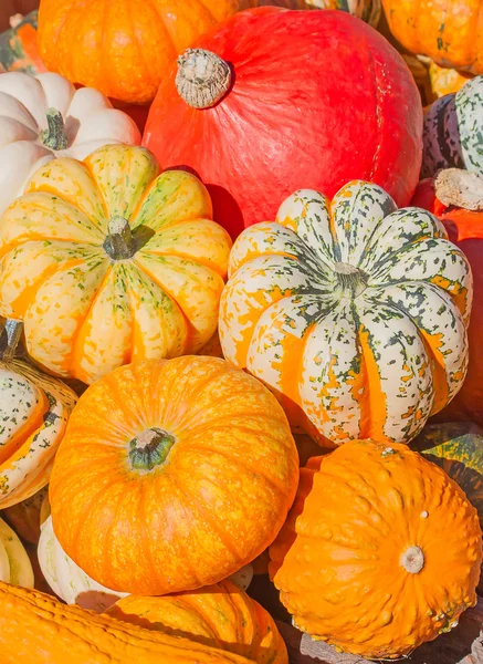 Calabazas coloridas — Foto de Stock