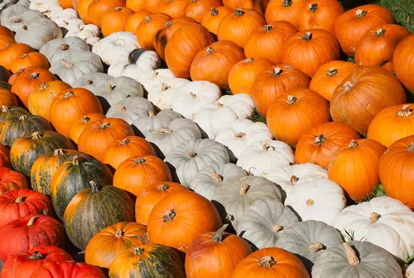 Citrouilles colorées — Photo