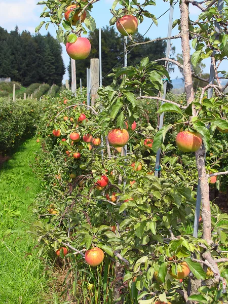 苹果花园 — 图库照片