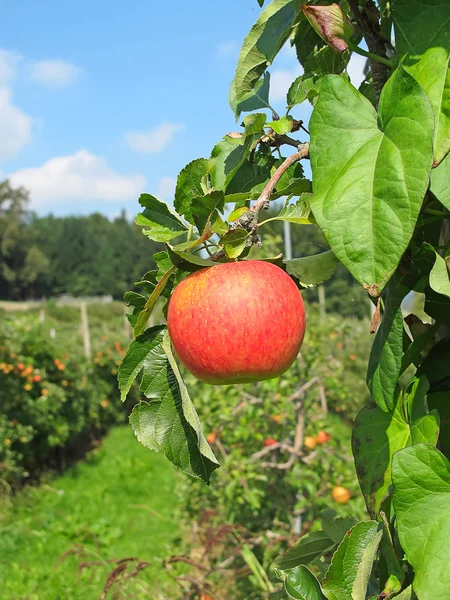 Apfelgarten — Stockfoto