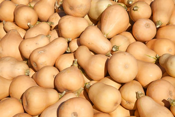 Kleurrijke pompoenen — Stockfoto