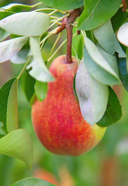 배 — 스톡 사진