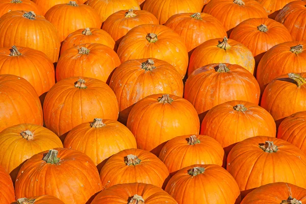 Calabazas coloridas — Foto de Stock