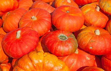 Renkli balkabakları