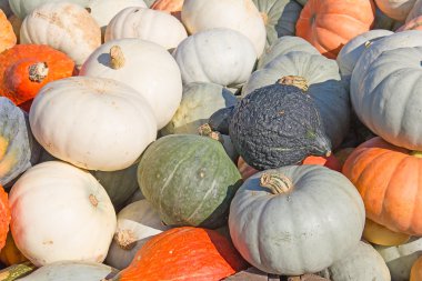 Renkli balkabakları