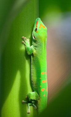 Green gecko clipart