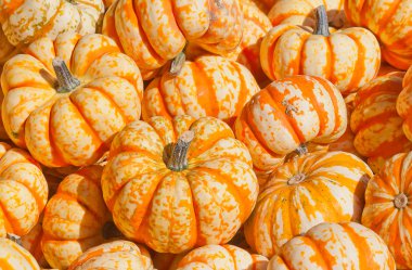 Renkli balkabakları