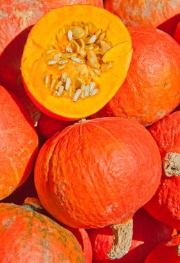 Renkli balkabakları