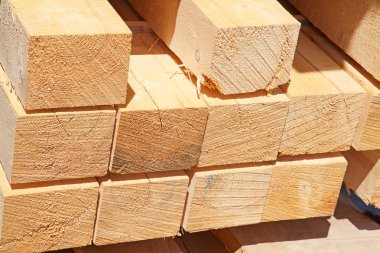 taze ahşap Çıtçıt