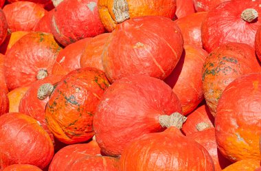 Renkli balkabakları