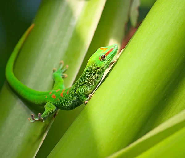 Grüner Gecko — Stockfoto