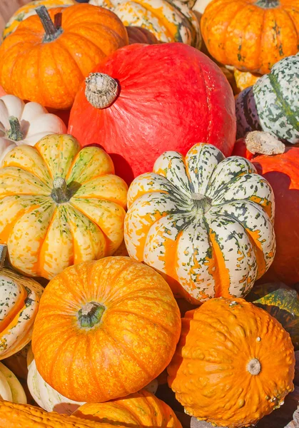 Calabazas coloridas — Foto de Stock