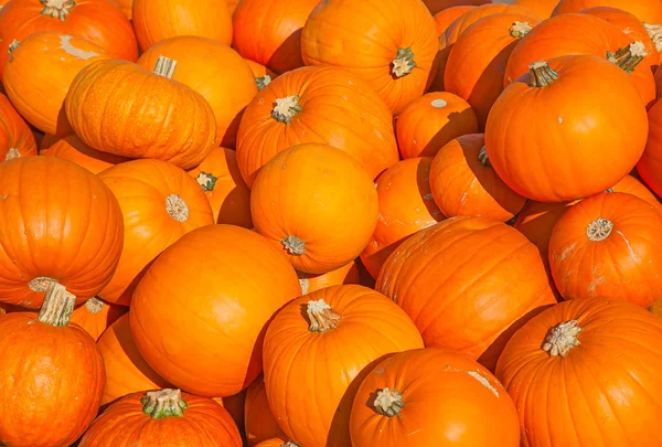 Calabazas coloridas — Foto de Stock