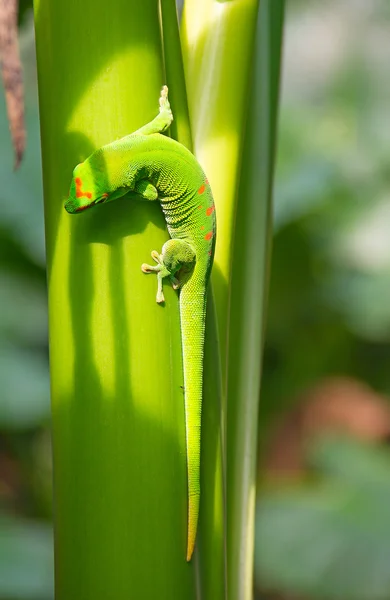 Gecko verde — Foto de Stock