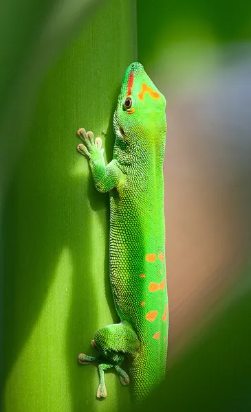 Gecko verde — Foto de Stock