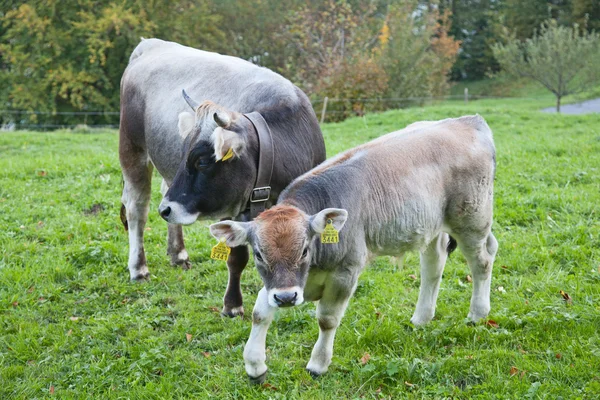 Swiss cow — Stockfoto