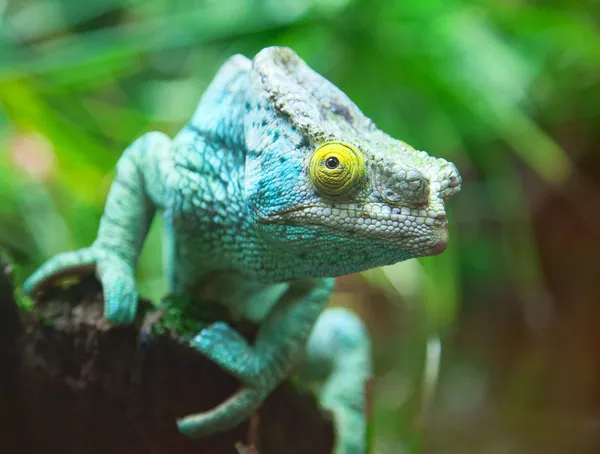 Zielony kameleon — Zdjęcie stockowe